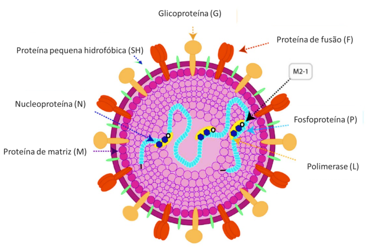 VÍRUS SINCICIAL RESPIRATÓRIO (VSR) – Biocon