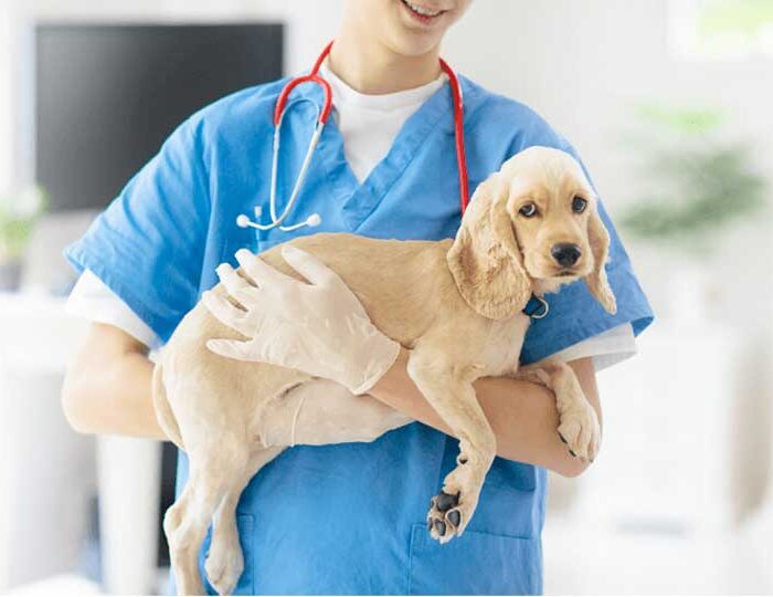 Learn about Canine Coronavirus