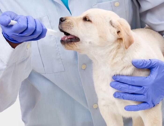 Learn about Canine Influenza and its diagnosis