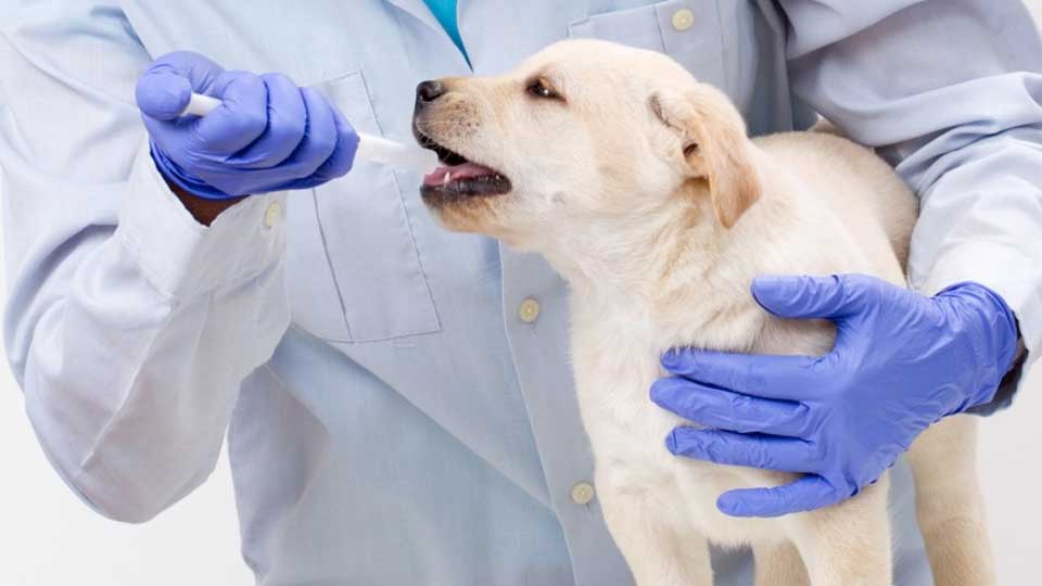 Learn about Canine Influenza and its diagnosis