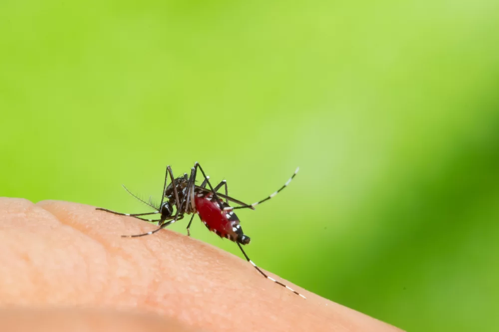 Dengue: Características e diagnóstico laboratorial