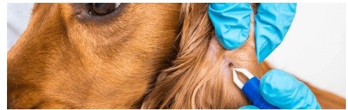 Do carrapato ao diagnóstico: o que investigar quando o cão apresenta sinais inespecíficos?