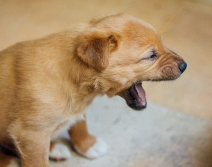 Tosse, espirro e secreção nasal: quando pensar em doenças respiratórias em cães?