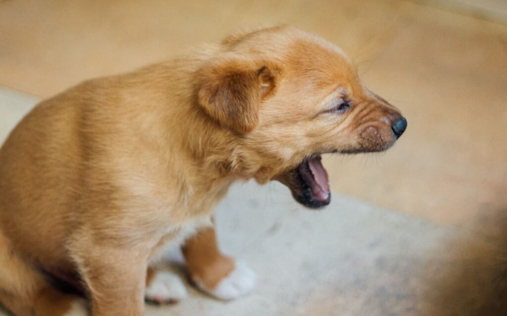 Tosse, espirro e secreção nasal: quando pensar em doenças respiratórias em cães?