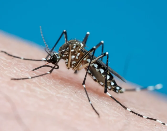 Sorologia para dengue: como interpretar IgM e IgG em conjunto?