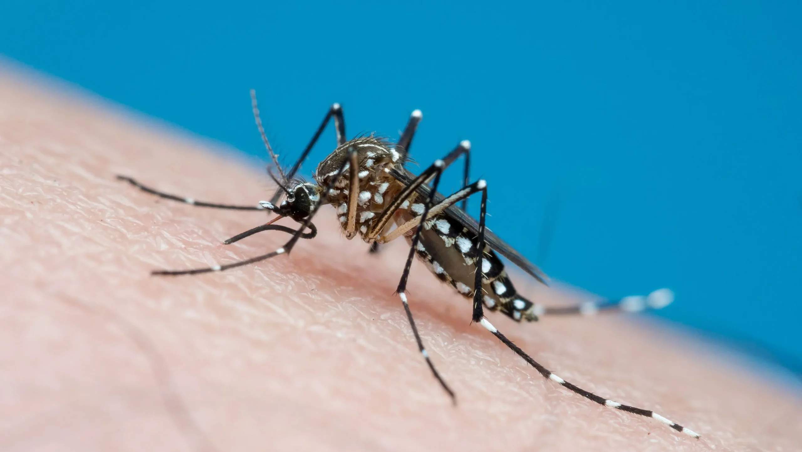 Sorologia para dengue: como interpretar IgM e IgG em conjunto?